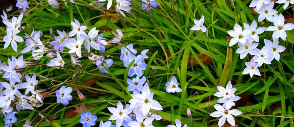 Flowers flowing in wind Foto stock