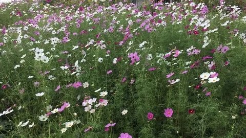 Flowers fluttering from a gust of wind Stock Footage 80105202