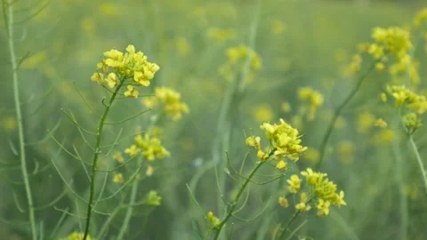 Flowers fluttering in the wind in a summertime Stock Footage 248203514