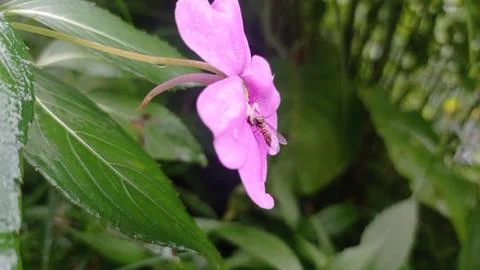 Flowers &amp; Fly Stock Photos