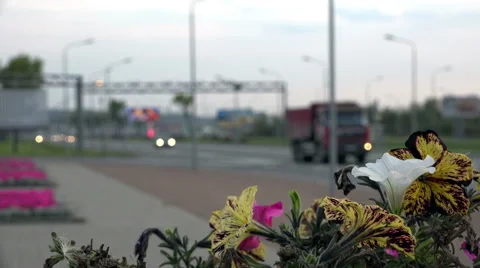 Flowers in focus at close range near the road in the wind Stock Footage 41973443