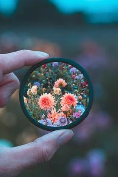 Flowers in focus 写真素材