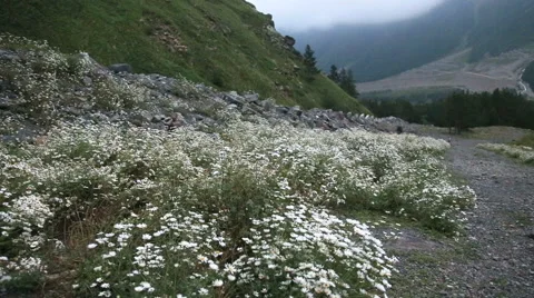 Flowers at the foot of the mountain Stock Footage 68553531
