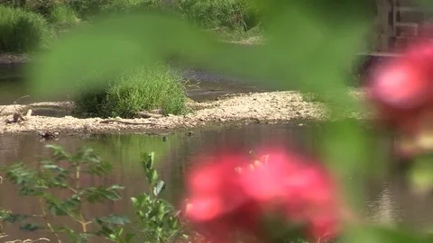 Flowers at the foot of the river Stock Footage 76951290