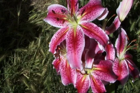 Flowers Stock Footage 70721