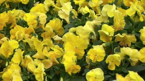Flowers Stock Footage
