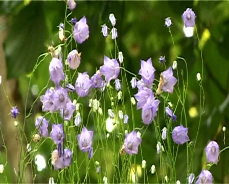 Flowers  Video stock 306395