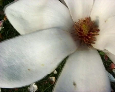 Flowers Stock Footage