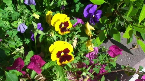 Flowers Stock Footage 420140