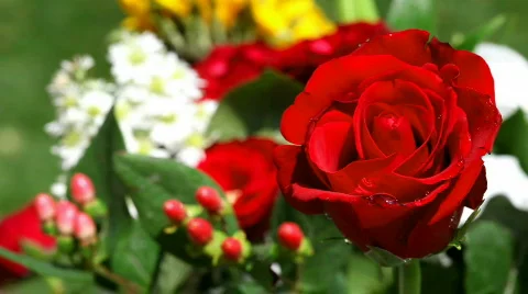 Flowers Video stock 493140