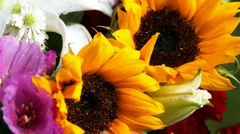 Flowers Video stock 493141