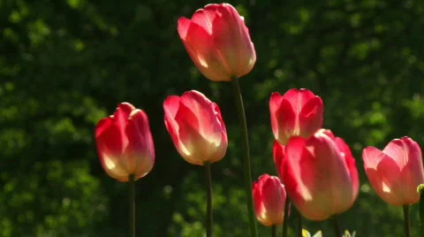 Flowers 스톡 동영상 531703