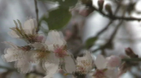 Flowers Видео 570602