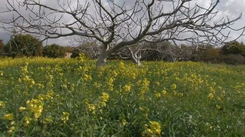 Flowers Stock Footage