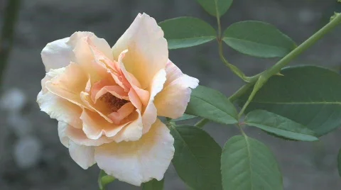 Flowers Stock Footage