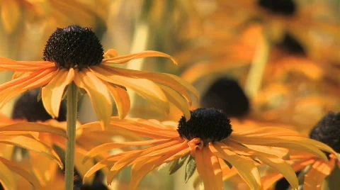 Flowers Vídeo Stock 573848