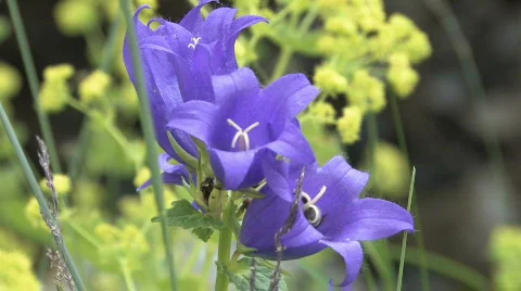 Flowers Vídeos de archivo 574144