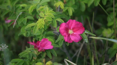 Flowers Stock-Footage 587010