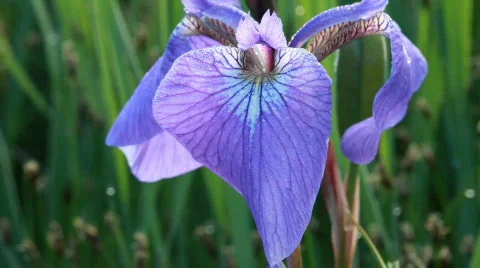 Flowers Vídeos de archivo 587202