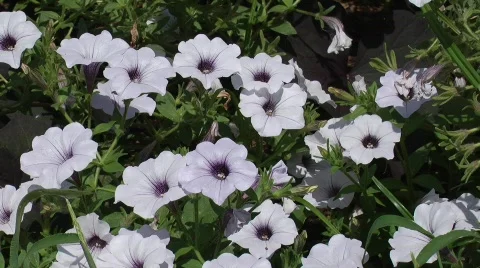 Flowers Stock Footage 758743