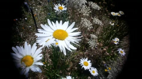 Flowers. Stock Footage 775261