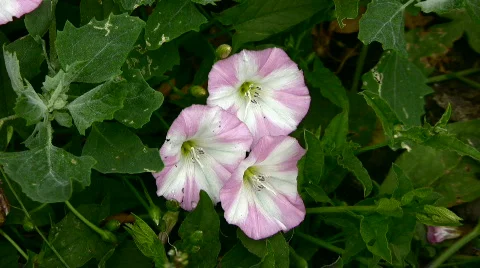 Flowers Stock Footage 815827