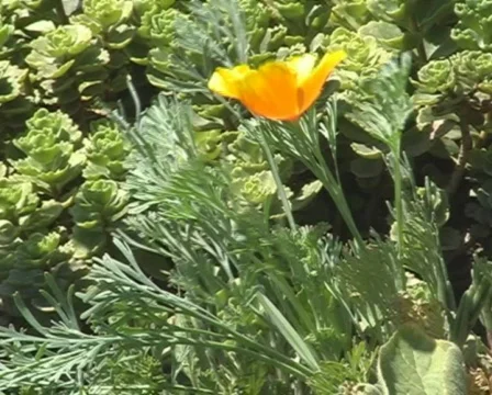 Flowers 動画素材 830053