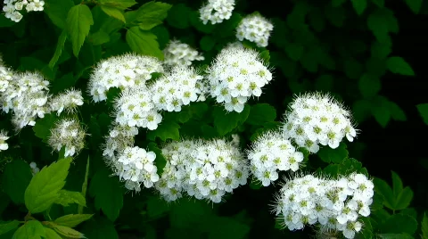 Flowers Stock Footage 842998