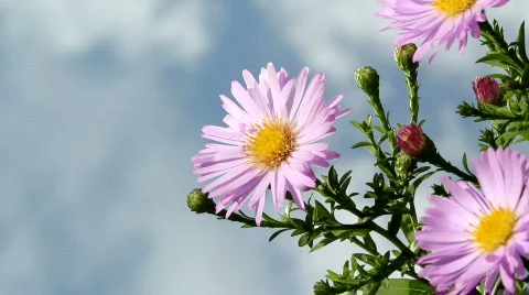 Flowers Stock Footage