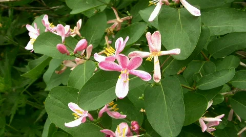 Flowers Stock Footage 857576