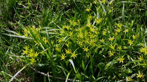 Flowers Stock Footage 858223