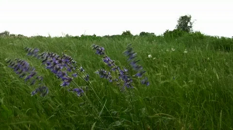 Flowers Stock Footage 858288