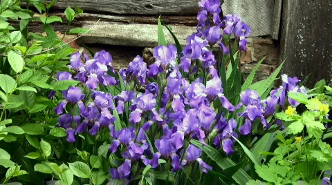 Flowers Stock Footage 858303