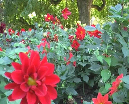 Flowers Stock Footage 1078941