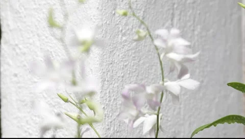 FLOWERS Stock Footage 1129221