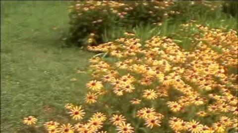 Flowers Video stock 2001283