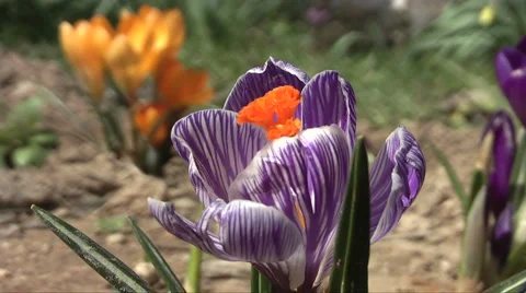 Flowers Stock Footage 2565621