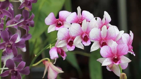 Flowers. Video stock 5903162