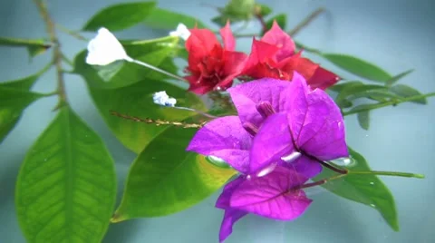 Flowers 库存影片 7751312