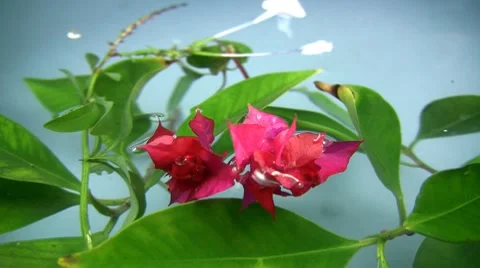 Flowers 스톡 동영상 7751396