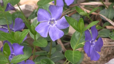 Flowers Video stock 8691781