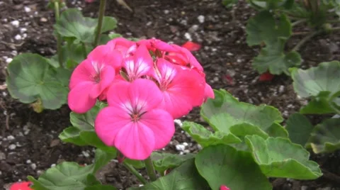 Flowers Video stock 8691927