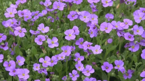 Flowers Video stock 8691973