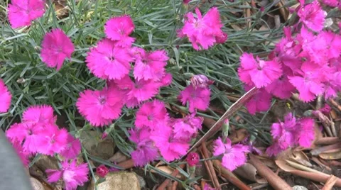 Flowers Video stock 8692186