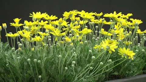 Flowers Stock Footage 8985942