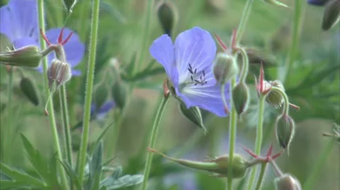 FLOWERS Stock Footage 10607645