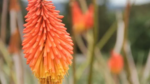 Flowers Stock Footage 10736764