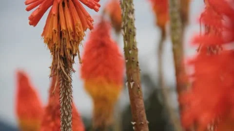 Flowers Stock Footage 10736814