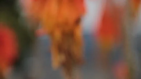 Flowers Stock Footage 10736944