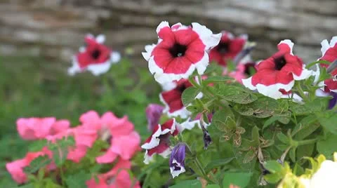 Flowers Stock-Footage 10790877